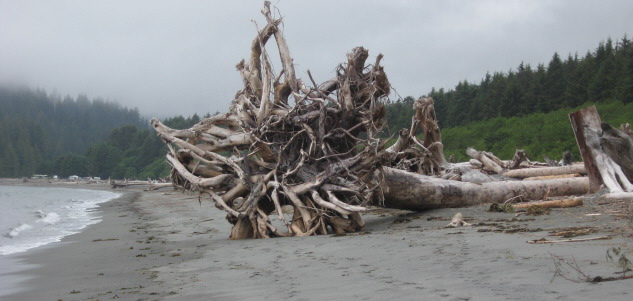 driftwood.jpg